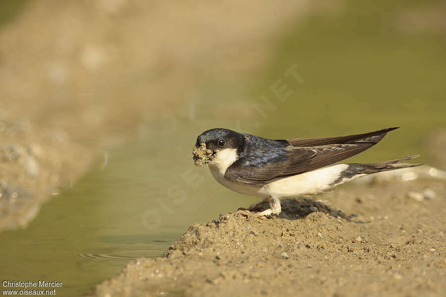 Western House Martin