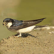 Western House Martin