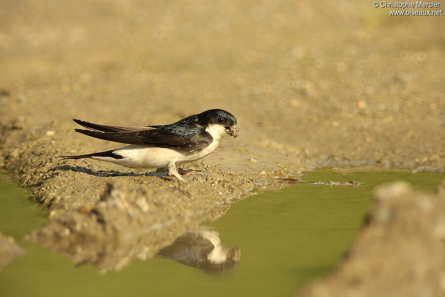 Western House Martin