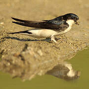 Western House Martin