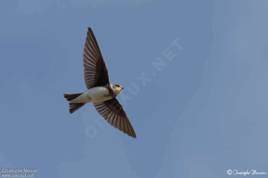 Sand Martin