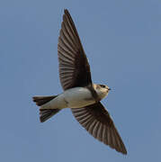 Sand Martin