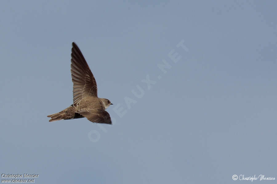 Sand Martinjuvenile, Flight