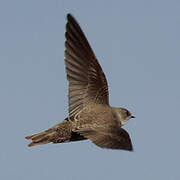 Sand Martin