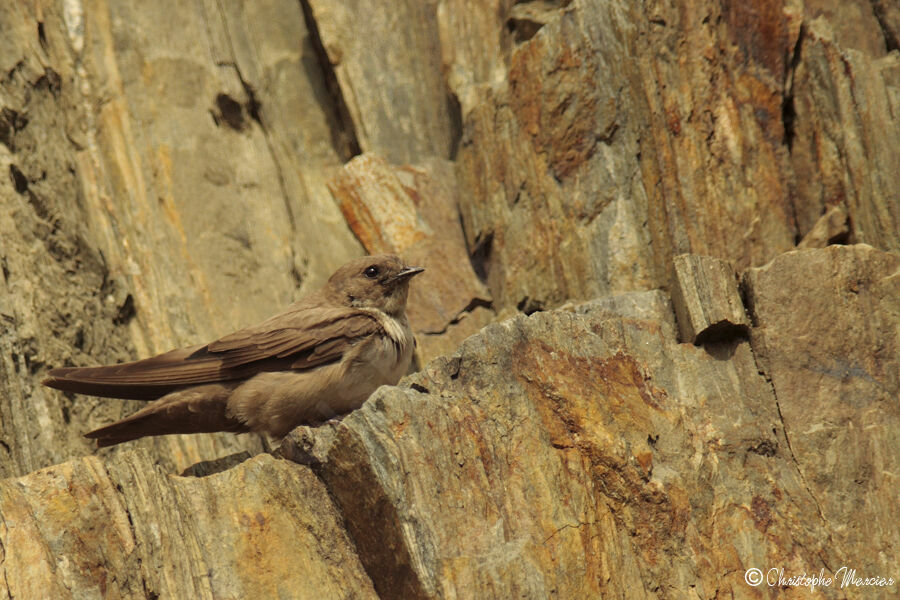 Eurasian Crag Martin