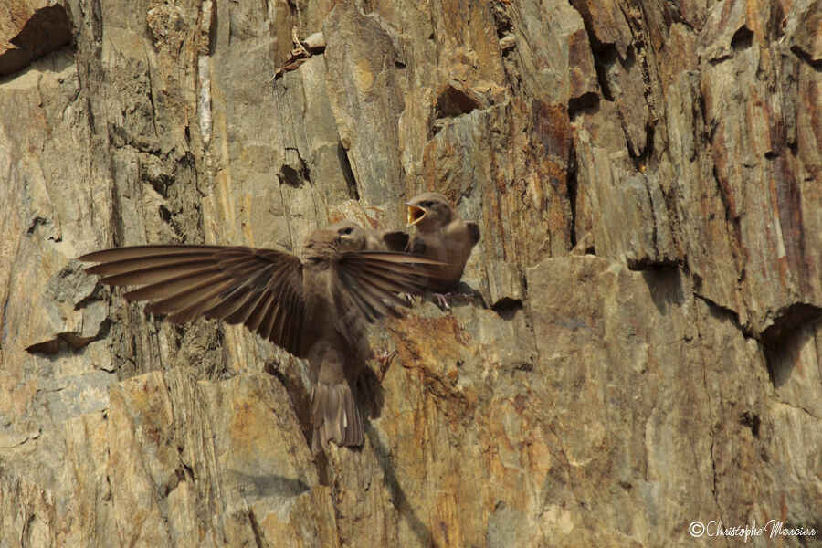 Hirondelle de rochers