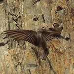 Hirondelle de rochers