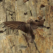 Eurasian Crag Martin