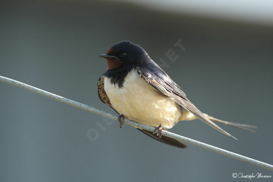 Barn Swallow