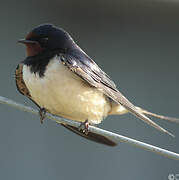 Barn Swallow