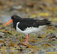 Eurasian Oystercatcher