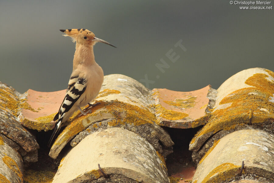 Eurasian Hoopoe