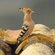 Eurasian Hoopoe