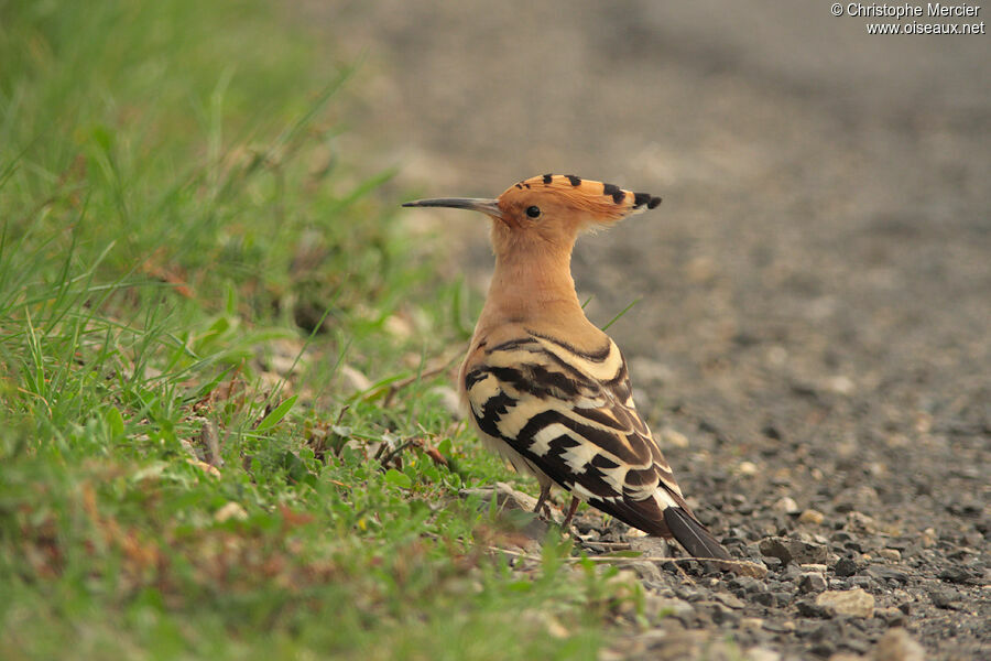 Eurasian Hoopoe