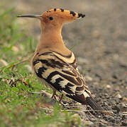 Eurasian Hoopoe