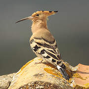 Eurasian Hoopoe