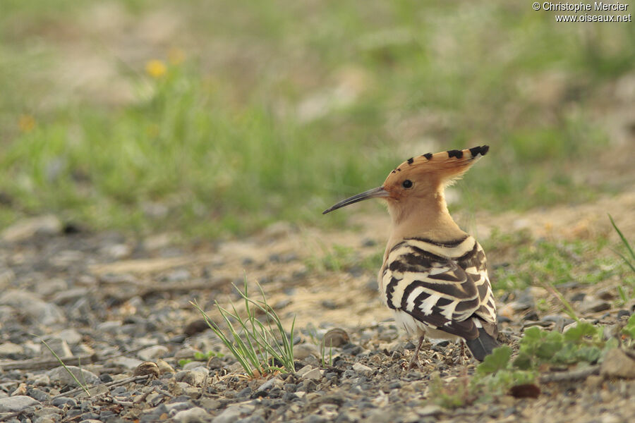 Eurasian Hoopoe