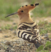 Eurasian Hoopoe