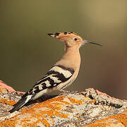 Eurasian Hoopoe