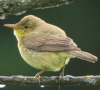 Melodious Warbler