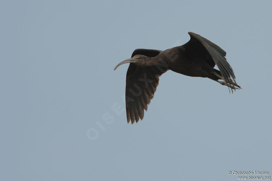 Ibis falcinelle