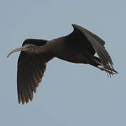 Glossy Ibis