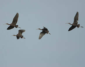 Ibis falcinelle