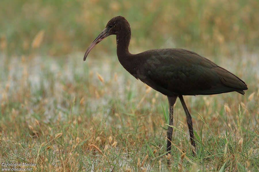 Ibis falcinelle