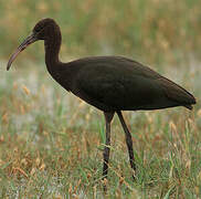 Glossy Ibis