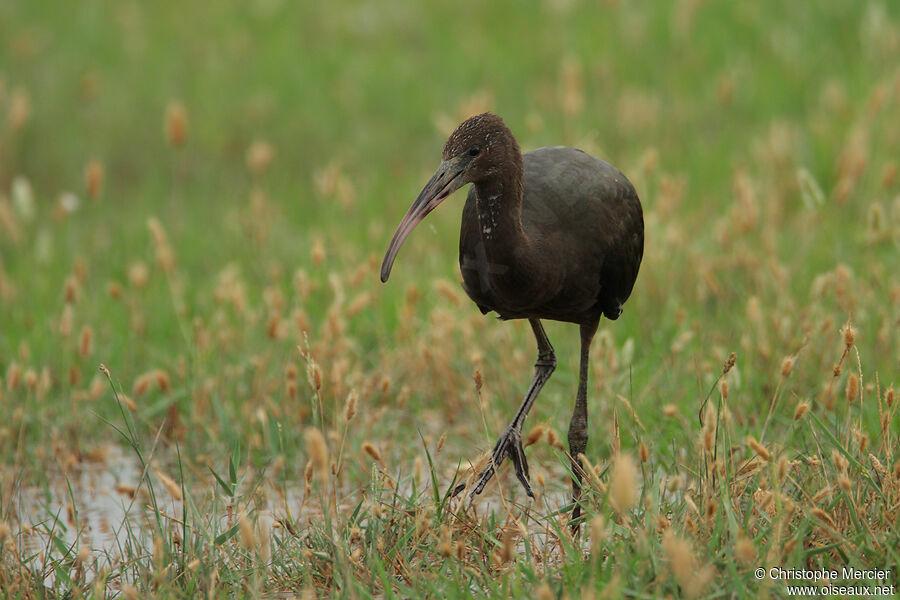 Glossy Ibis