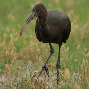 Glossy Ibis