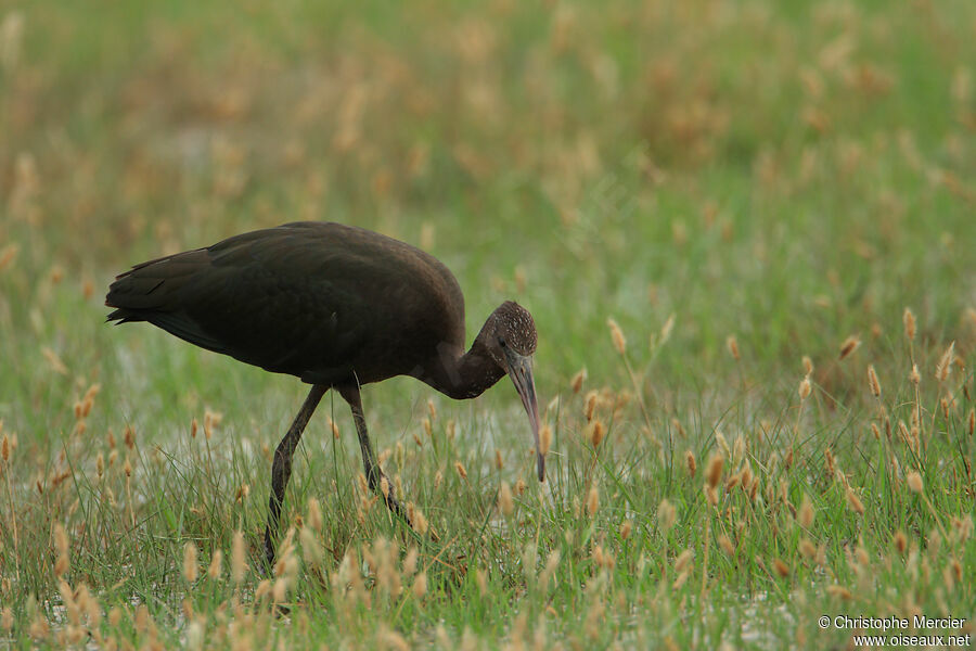 Ibis falcinelle