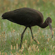 Glossy Ibis