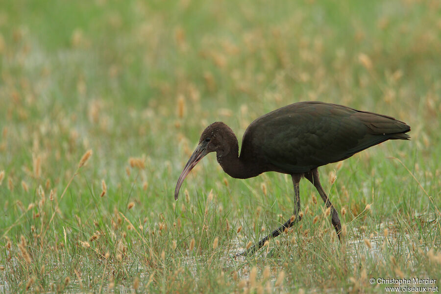 Ibis falcinelle