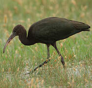 Glossy Ibis