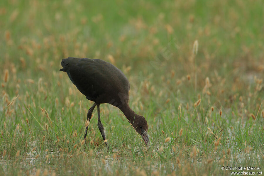 Ibis falcinelle