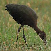 Glossy Ibis