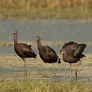 Glossy Ibis