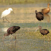 Ibis falcinelle