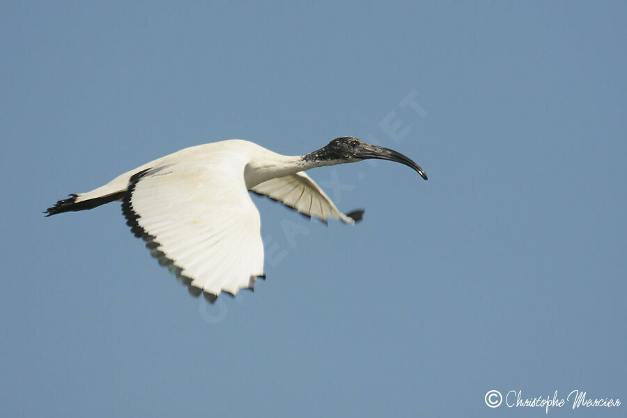 Ibis sacré