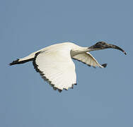 African Sacred Ibis