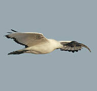 African Sacred Ibis