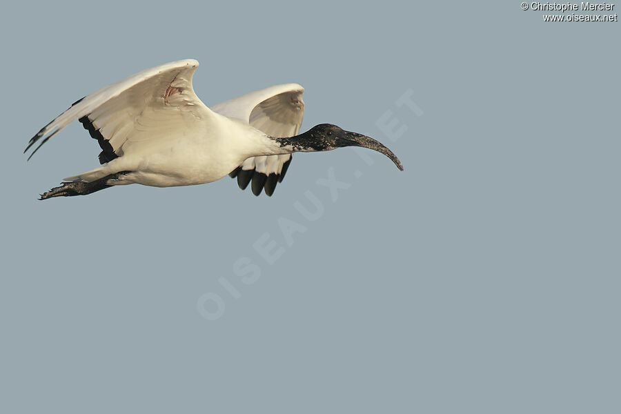 African Sacred Ibis