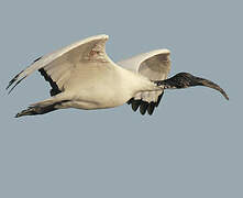 African Sacred Ibis