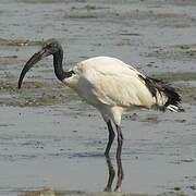 African Sacred Ibis