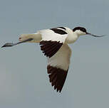 Avocette élégante