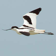 Avocette élégante