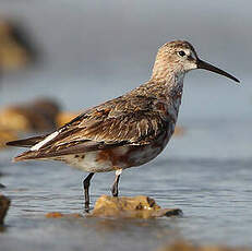 Bécasseau cocorli