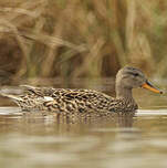 Canard chipeau