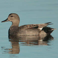 Canard chipeau